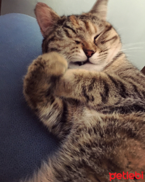 Tekir Kedi, Kedi  Çakıl fotoğrafı