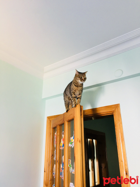 Tekir Kedi, Kedi  Çakıl fotoğrafı