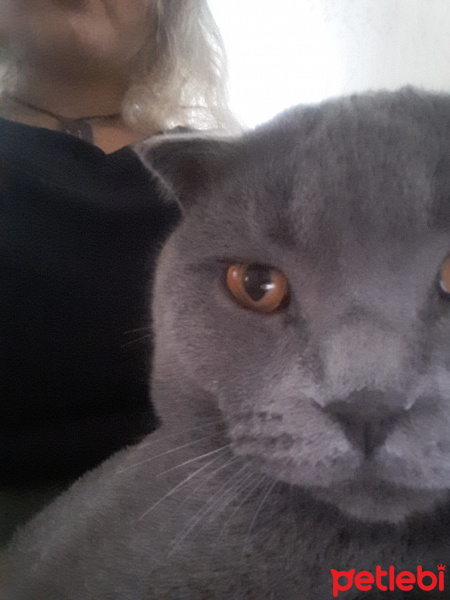 Scottish Fold, Kedi  Duman fotoğrafı