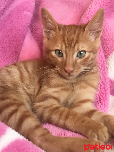 Sarman, Kedi  Hamsi fotoğrafı