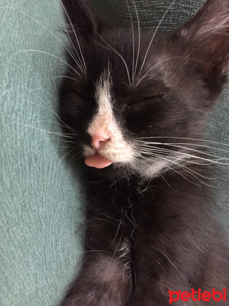 Tekir Kedi, Kedi  Asya fotoğrafı