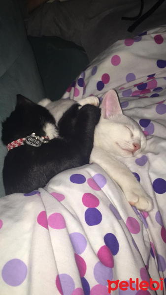 Tekir Kedi, Kedi  Asya fotoğrafı
