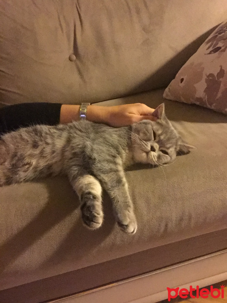 British Shorthair, Kedi  Paşa fotoğrafı