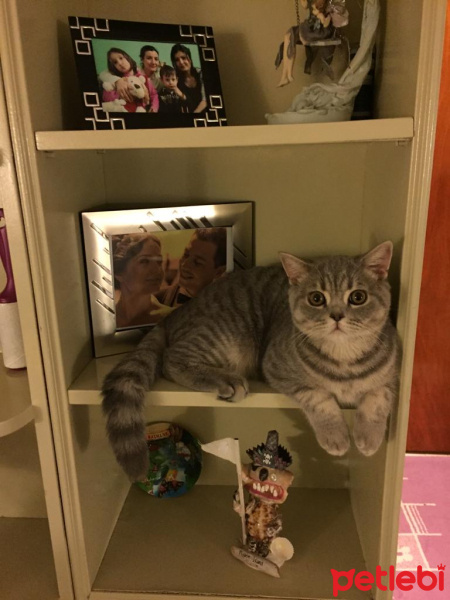British Shorthair, Kedi  Paşa fotoğrafı