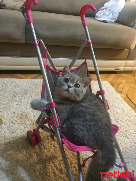 British Shorthair, Kedi  Paşa fotoğrafı
