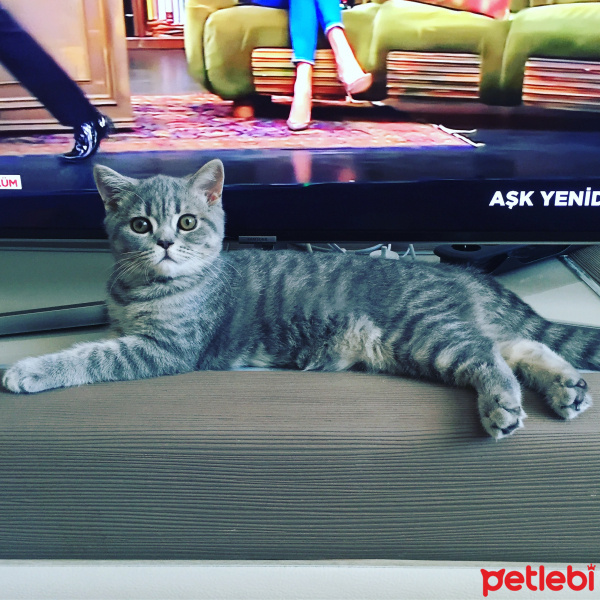 British Shorthair, Kedi  Paşa fotoğrafı