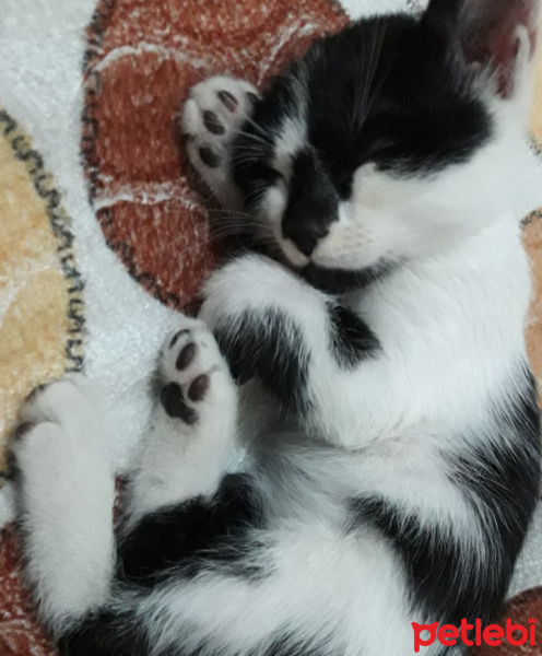 Tuxedo (Smokin) Kedi, Kedi  Miko fotoğrafı