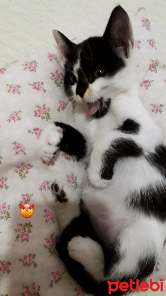 Tuxedo (Smokin) Kedi, Kedi  Miko fotoğrafı