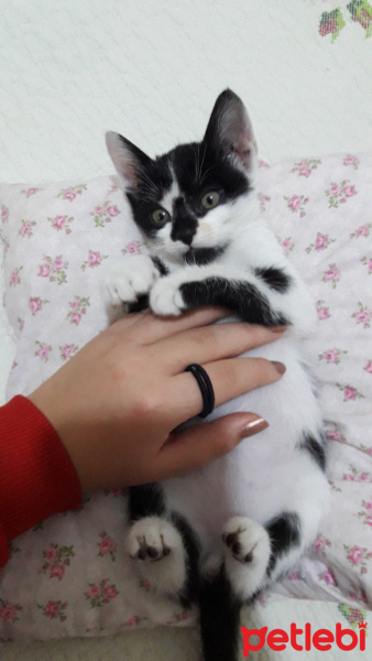 Tuxedo (Smokin) Kedi, Kedi  Miko fotoğrafı