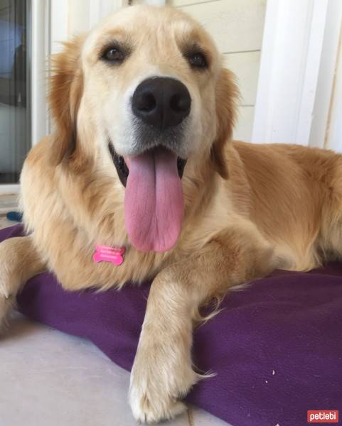 Golden Retriever, Köpek  Köfte fotoğrafı