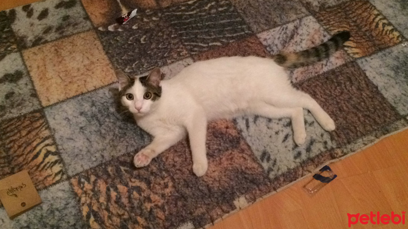 Tekir Kedi, Kedi  Theia fotoğrafı