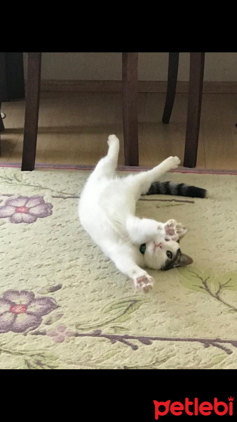 Tekir Kedi, Kedi  Theia fotoğrafı