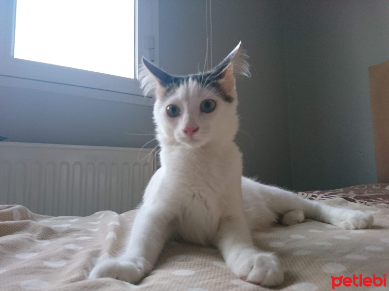 Tekir Kedi, Kedi  Pamuk fotoğrafı