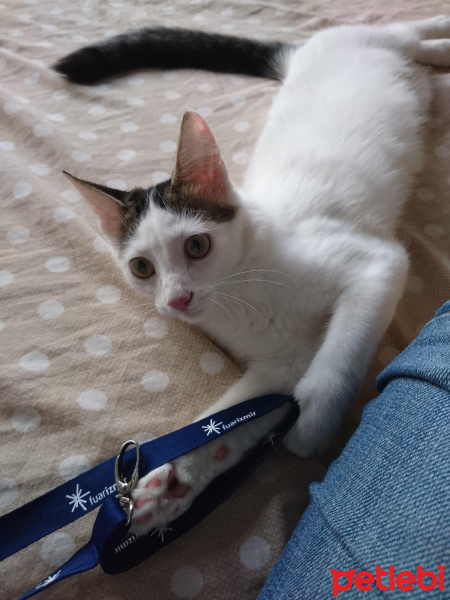 Tekir Kedi, Kedi  Pamuk fotoğrafı