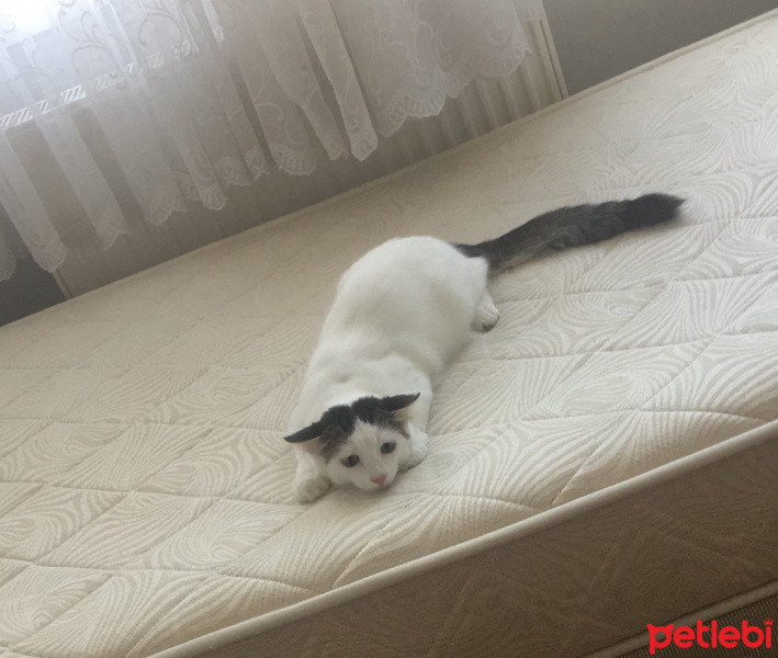 Tekir Kedi, Kedi  Pamuk fotoğrafı