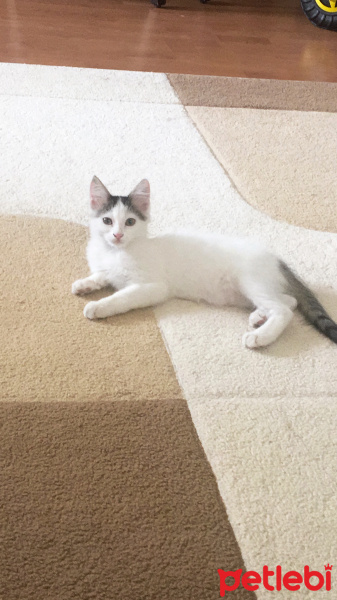 Tekir Kedi, Kedi  Pamuk fotoğrafı