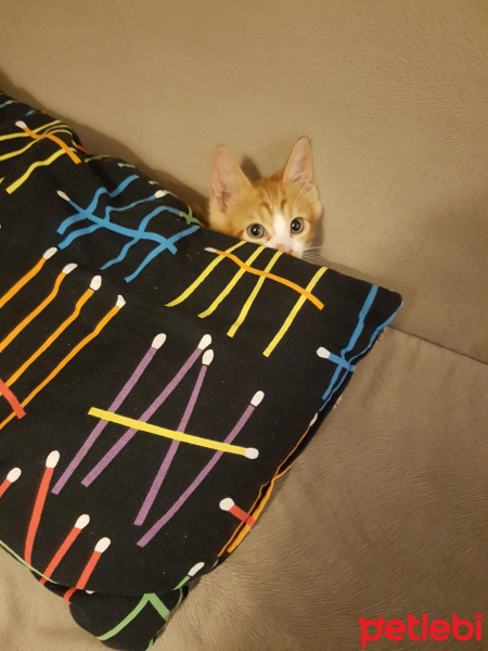 Sarman, Kedi  Matmazel fotoğrafı