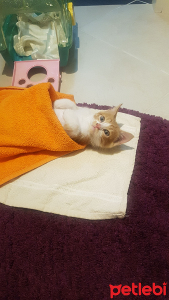 Sarman, Kedi  Matmazel fotoğrafı