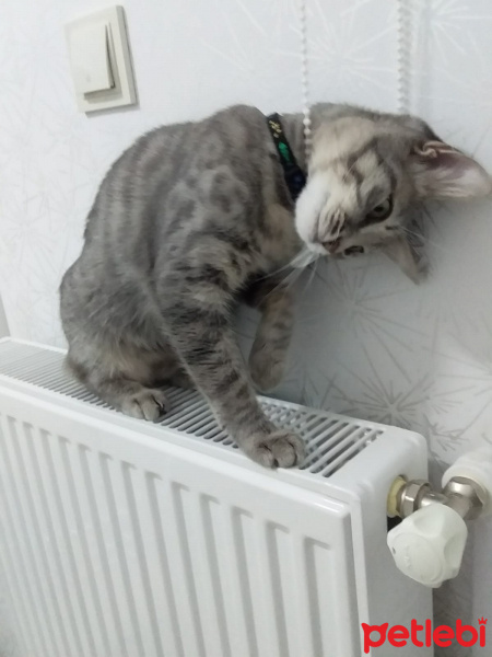 Tekir Kedi, Kedi  momo fotoğrafı