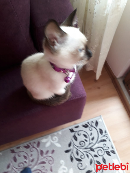 Siyam Kedisi, Kedi  Nazlı fotoğrafı