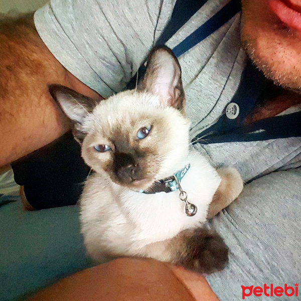 Siyam Kedisi, Kedi  Nazlı fotoğrafı