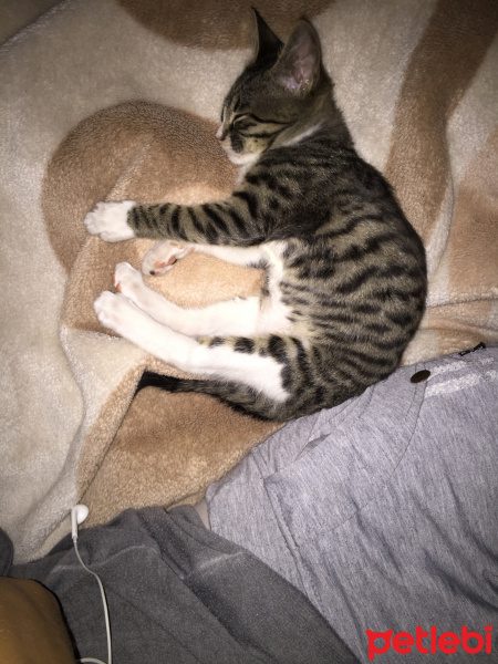 Tekir Kedi, Kedi  Dalin fotoğrafı