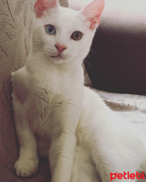 Van Kedisi, Kedi  Sütlaç fotoğrafı