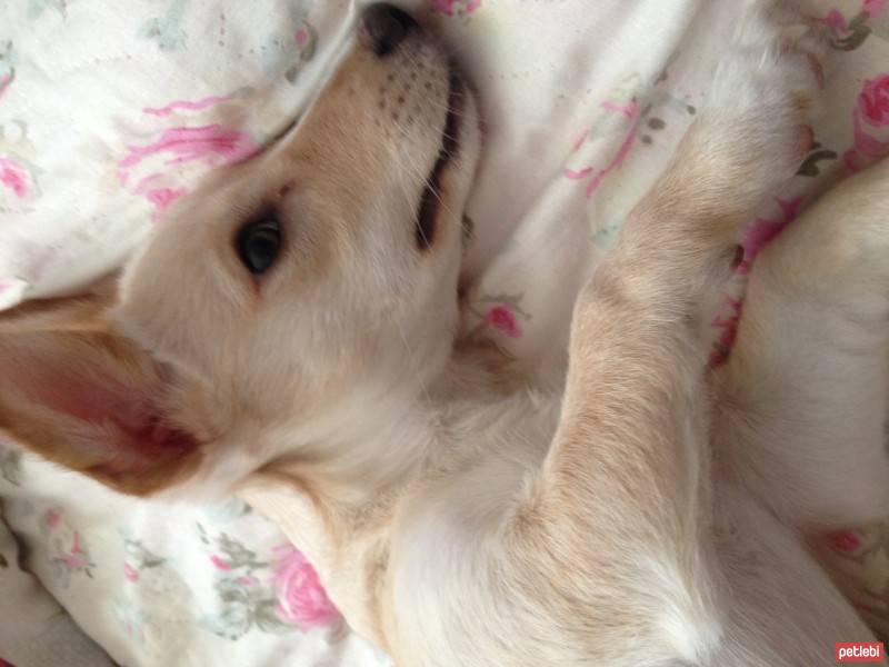 Jack Russell Terrier, Köpek  Fıstık fotoğrafı