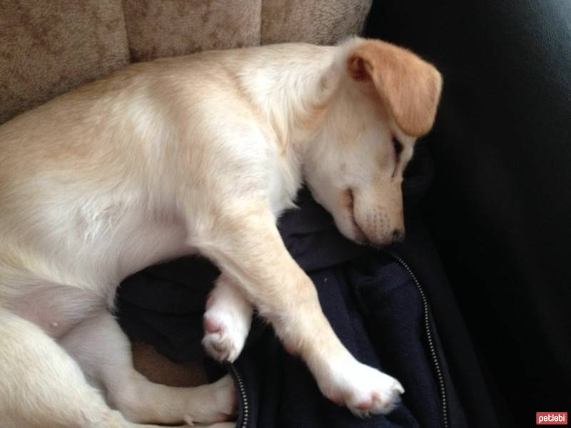 Jack Russell Terrier, Köpek  Fıstık fotoğrafı