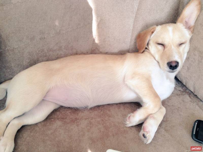 Jack Russell Terrier, Köpek  Fıstık fotoğrafı