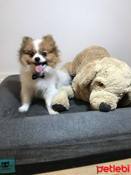 Pomeranyalı, Köpek  Bubble fotoğrafı