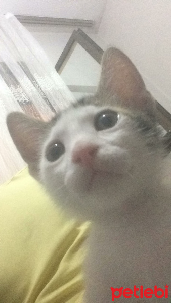 Tekir Kedi, Kedi  Deniz fotoğrafı
