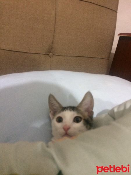 Tekir Kedi, Kedi  Deniz fotoğrafı
