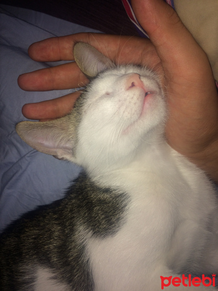 Tekir Kedi, Kedi  Deniz fotoğrafı