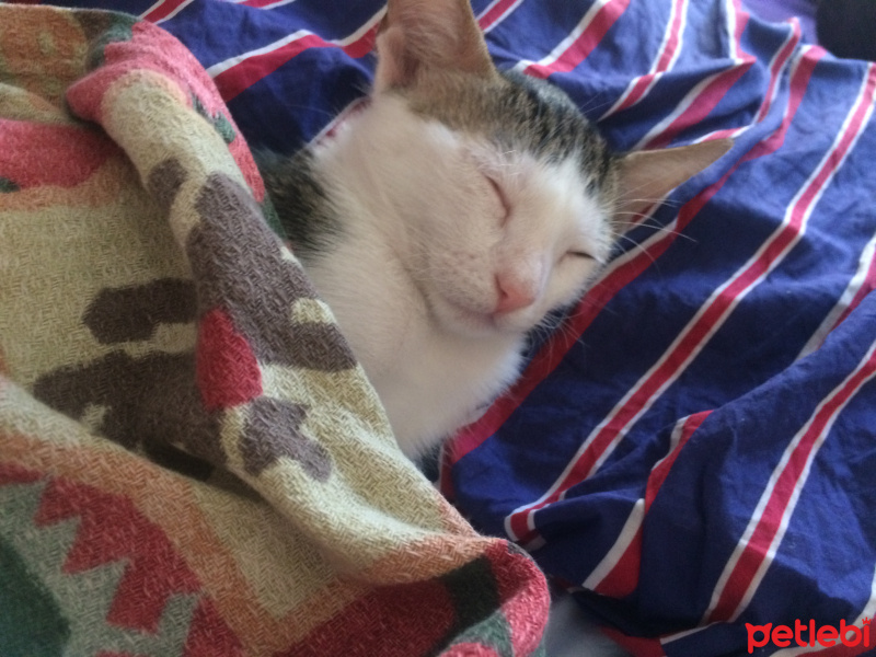 Tekir Kedi, Kedi  Deniz fotoğrafı