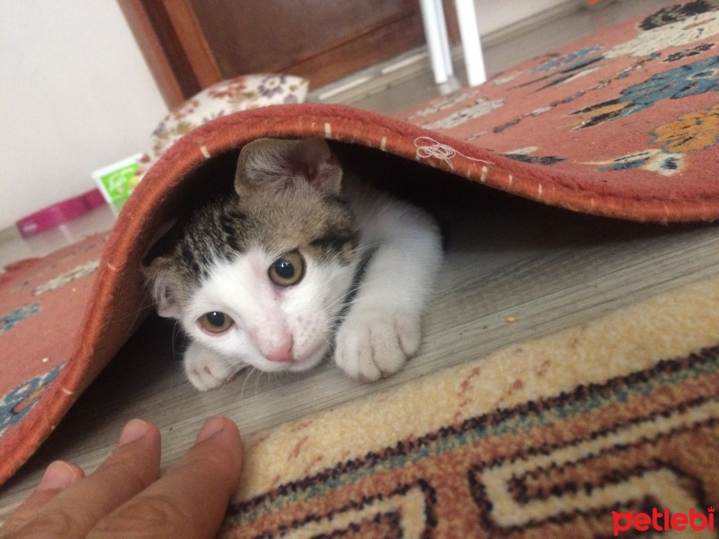 Tekir Kedi, Kedi  Deniz fotoğrafı