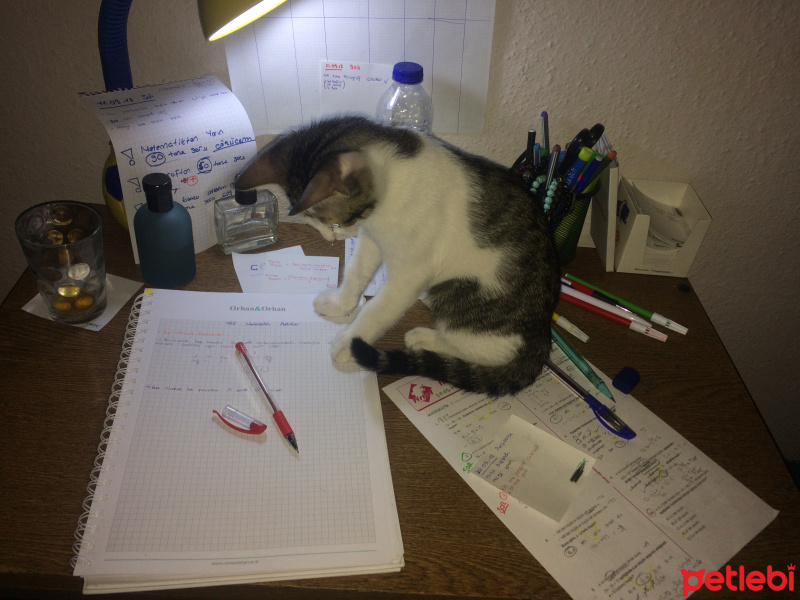 Tekir Kedi, Kedi  Deniz fotoğrafı