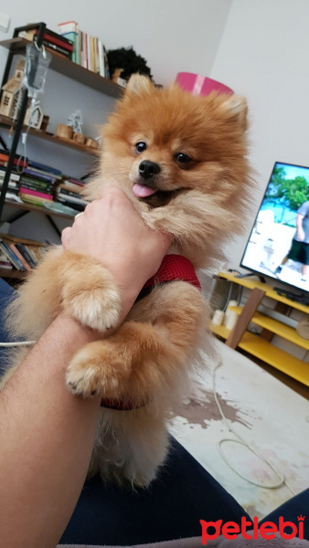 Pomeranyalı, Köpek  Mocha fotoğrafı