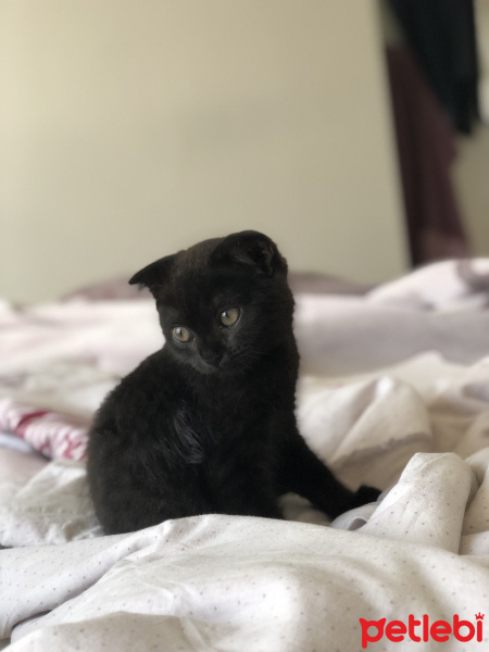 Scottish Fold, Kedi  Çirkin fotoğrafı