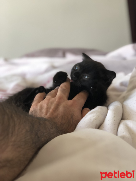 Scottish Fold, Kedi  Çirkin fotoğrafı