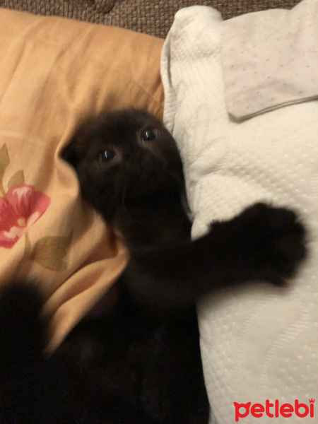 Scottish Fold, Kedi  Çirkin fotoğrafı