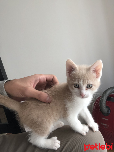 Tekir Kedi, Kedi  latte fotoğrafı