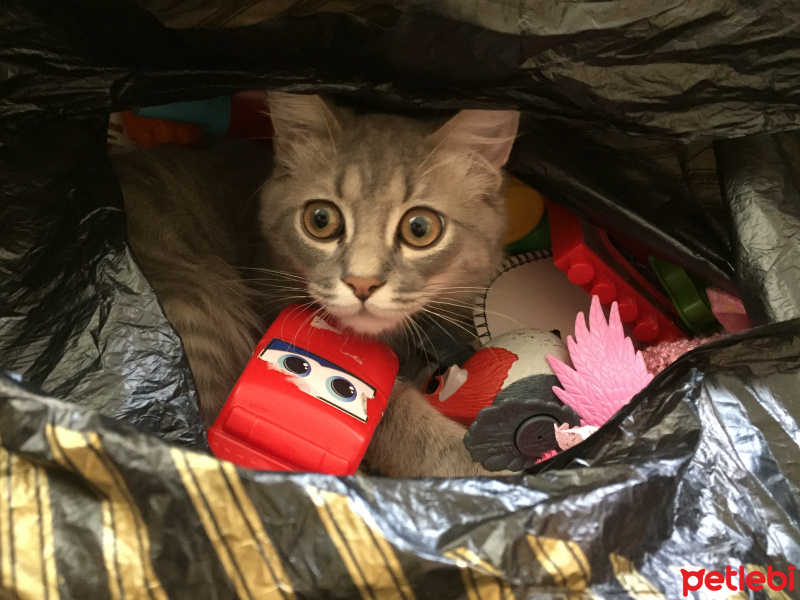 Tekir Kedi, Kedi  Duman fotoğrafı