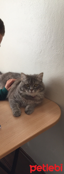 Tekir Kedi, Kedi  Duman fotoğrafı