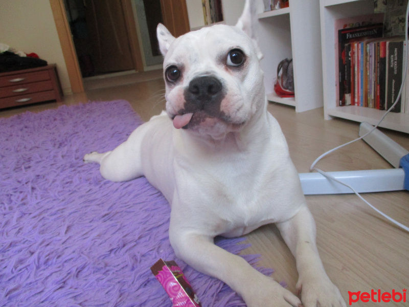 Fransız Bulldog, Köpek  Draco fotoğrafı