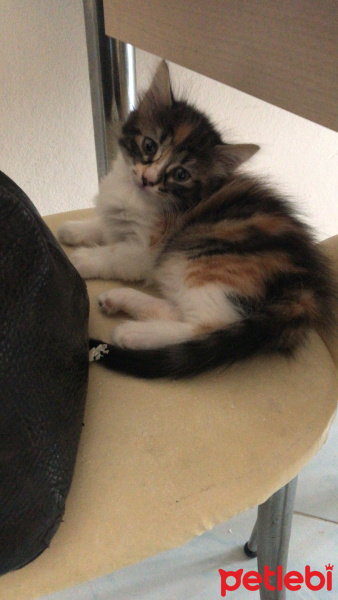 American Wirehair, Kedi  Sürmeli fotoğrafı