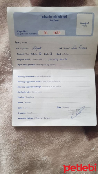 Minyatür Pinscher, Köpek  tarcın fotoğrafı