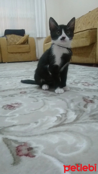 Tekir Kedi, Kedi  MİNNOŞ fotoğrafı