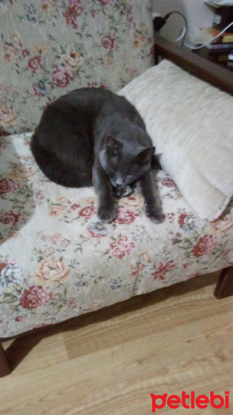 Mavi Rus, Kedi  Gomez fotoğrafı