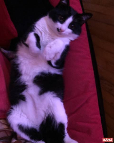 Ankara Kedisi, Kedi  Zeytin fotoğrafı